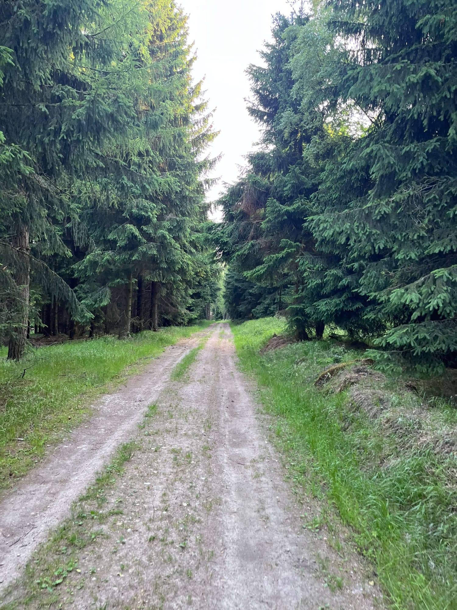 Lesná cesta medzi smrekmi