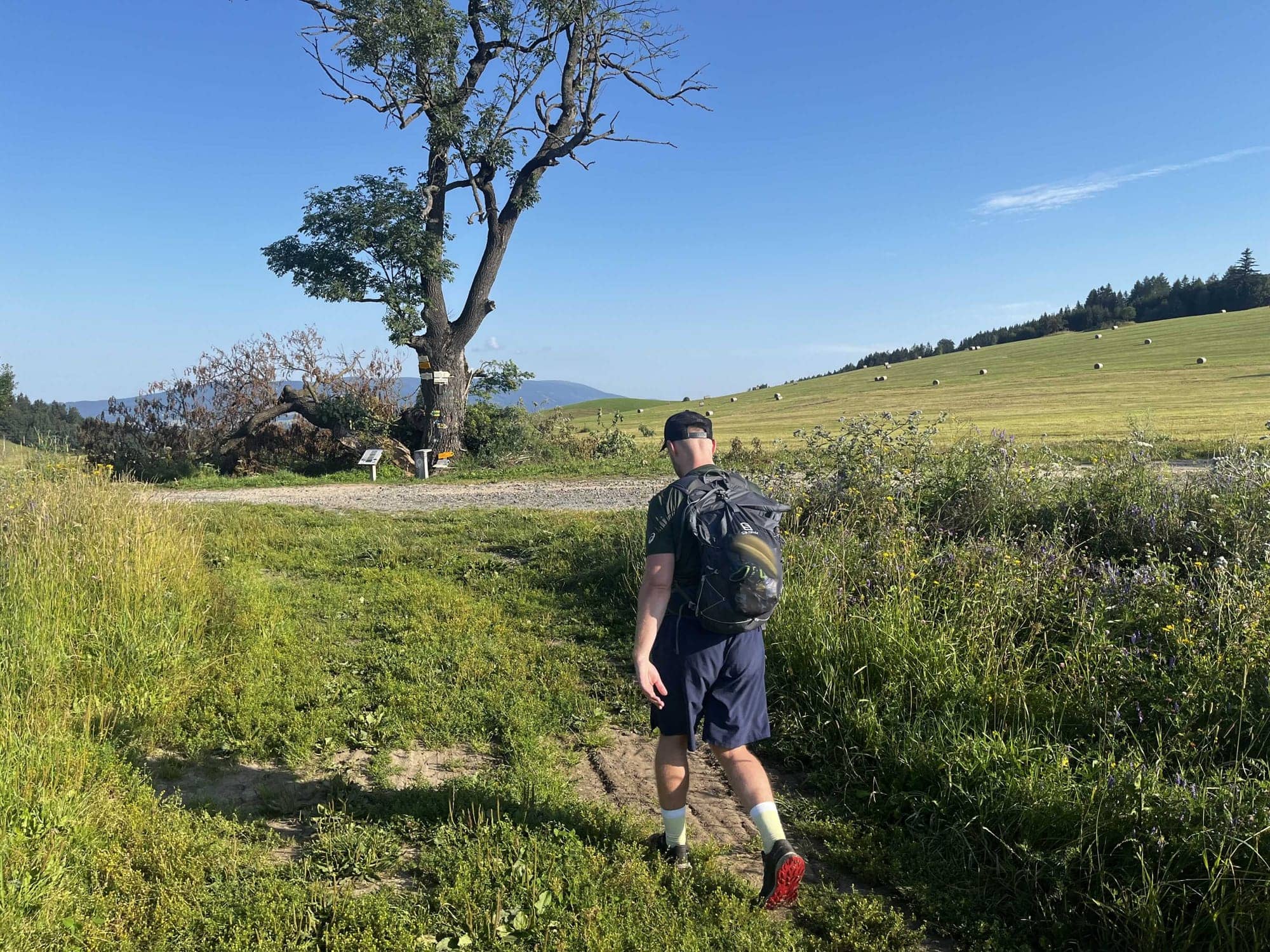 Bežec na lúke pri starom strome