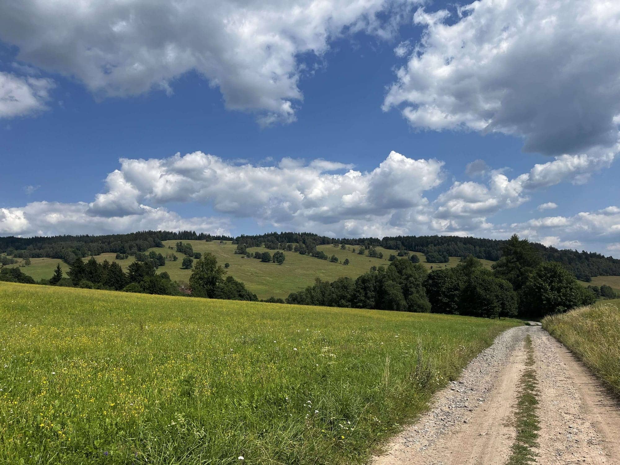 Poľná cesta medzi lúkami a lesmi